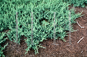 Picture of Juniperus conferta 'Blue Pacific'