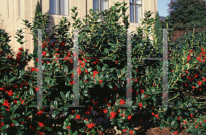 Picture of Ilex cornuta 'Burfordii'