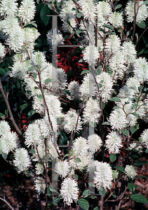 Picture of Fothergilla gardenii 