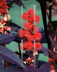 Picture of Ricinus communis 