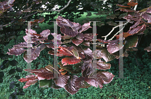 Picture of Fagus sylvatica 'Cuprea'