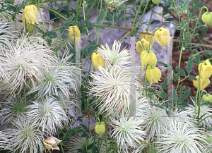 Picture of Clematis tangutica 