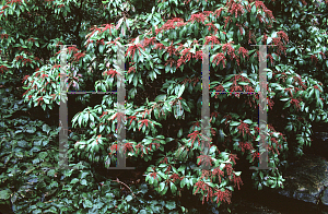 Picture of Pieris japonica 