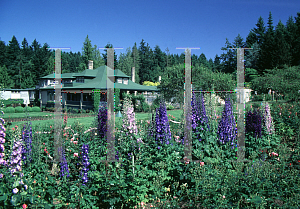 Picture of Delphinium elatum 