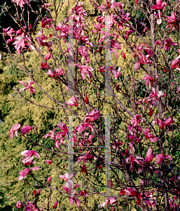 Picture of Magnolia x 'Betty'