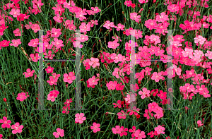 Picture of Dianthus deltoides 'Brilliant'