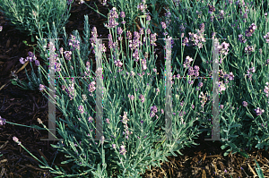 Picture of Lavandula angustifolia 'Lady'