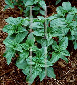 Picture of Ocimum basilicum 'Cinnamon'