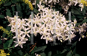 Picture of Clematis terniflora 