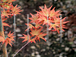 Picture of Acer palmatum 'Corallinum'