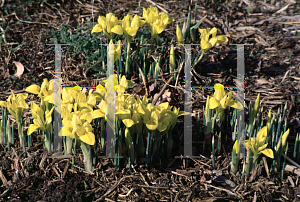 Picture of Iris danfordiae 