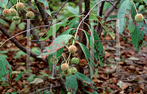 Picture of Cephalanthus occidentalis 