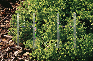 Picture of Euphorbia seguieriana ssp. niciciana 