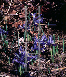 Picture of Iris reticulata 'Ida'
