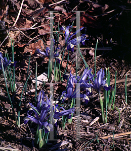 Picture of Iris reticulata 'Ida'