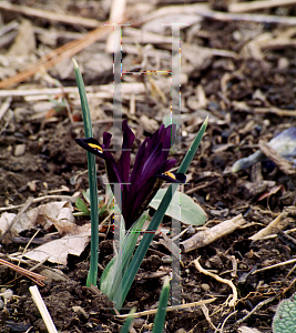 Picture of Iris reticulata 'Edward'