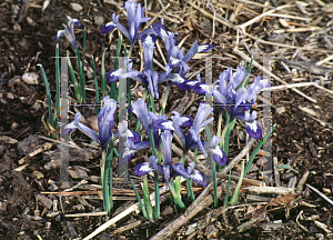 Picture of Iris reticulata 'Clairette'