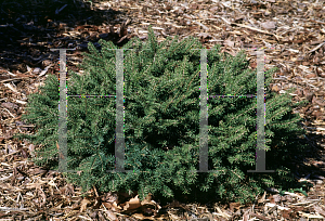 Picture of Picea abies 'Nidiformis'