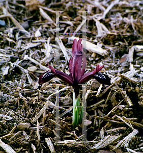 Picture of Iris reticulata 'Purple Gem'