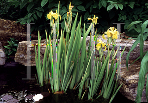 Picture of Iris pseudacorus 'Variegata'