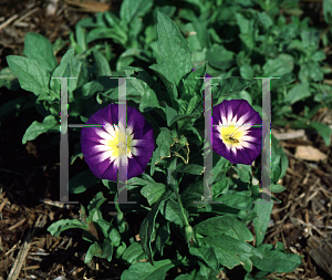 Picture of Convolvulus tricolor 'Royal Ensign'