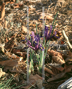 Picture of Iris reticulata 