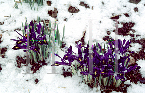 Picture of Iris reticulata 