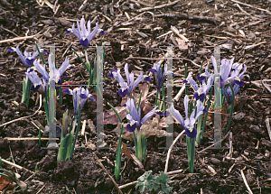 Picture of Iris reticulata 'Ida'