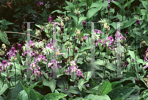 Picture of Clematis integrifolia 