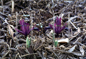 Picture of Iris reticulata 'Purple Gem'