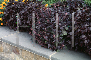 Picture of Ocimum basilicum 'Purple Ruffles'