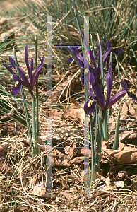 Picture of Iris reticulata 