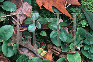 Picture of Gaultheria procumbens 