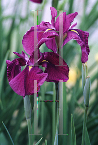 Picture of Iris ensata 