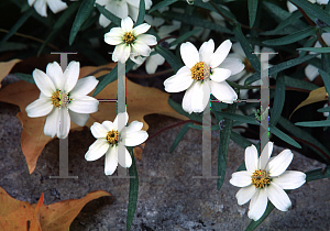 Picture of Zinnia angustifolia 'Star White'