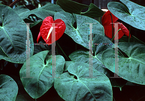 Picture of Anthurium andraeanum 