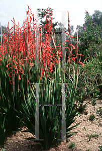 Picture of Watsonia aletroides 