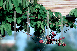 Picture of Akebia quinata 