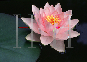 Picture of Nymphaea  'Hollandia'