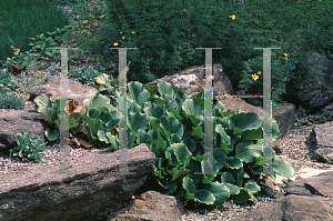 Picture of Bergenia cordifolia 'Bressingham White'