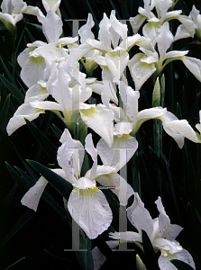 Picture of Iris sibirica 'Little White'