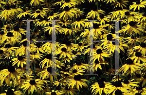 Picture of Rudbeckia fulgida var. sullivantii 'Goldsturm'