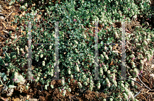 Picture of Origanum pulchellum 