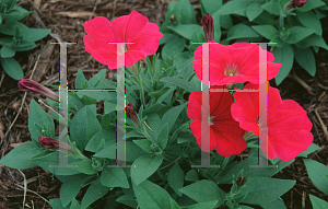 Picture of Petunia x hybrida 'Primetime Rose'