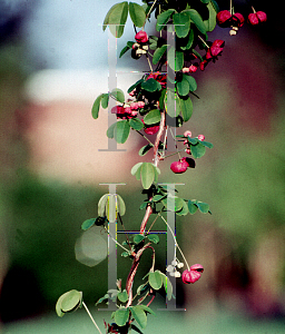 Picture of Akebia quinata 