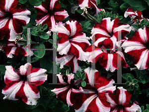 Picture of Petunia x hybrida 'Crimson Ultra Star'