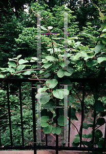 Picture of Actinidia deliciosa 