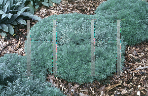 Picture of Artemisia schmidtiana 'Silver Mound'