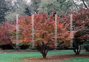 Picture of Cornus kousa 