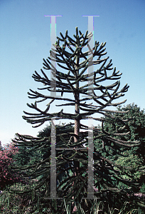 Picture of Araucaria araucana 